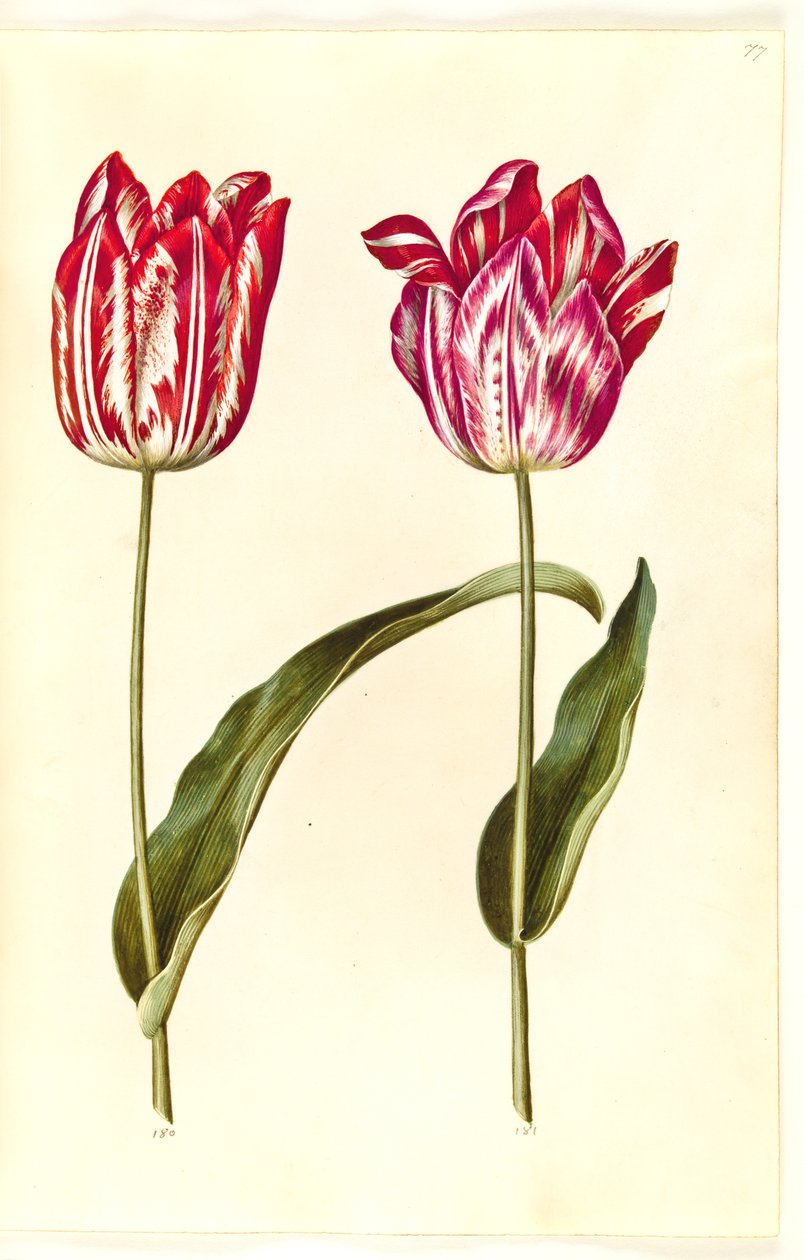 Tulipa gesneriana (har-tulipan) af Hans Simon Holtzbecker