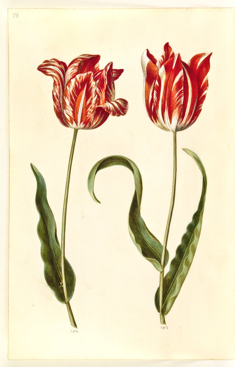 Tulipa gesneriana (har-tulipan) af Hans Simon Holtzbecker