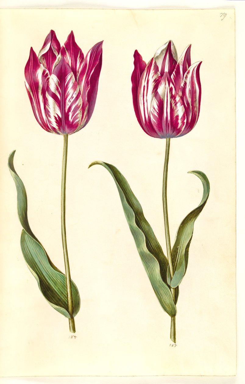 Tulipa gesneriana (har-tulipan) af Hans Simon Holtzbecker