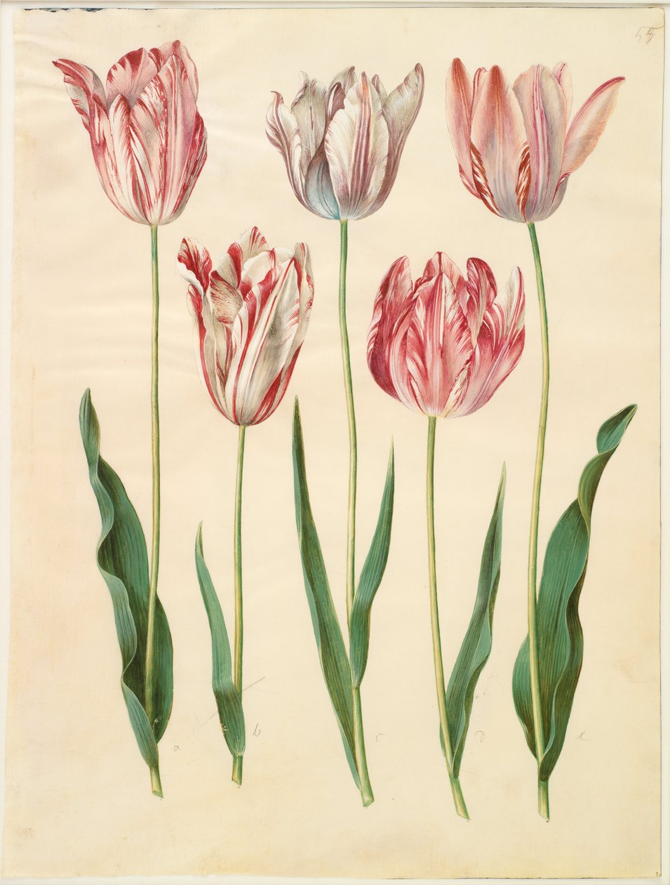 Tulipa gesneriana af Hans Simon Holtzbecker