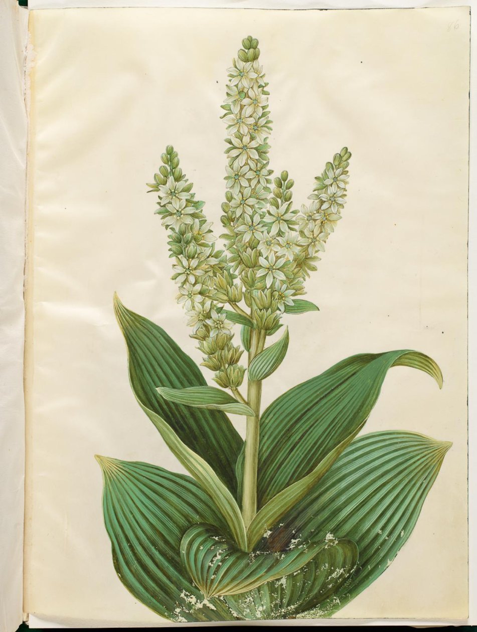 Veratrum album (hvid foldblad) af Hans Simon Holtzbecker
