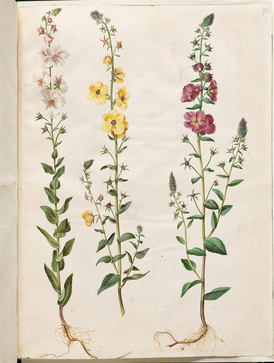 Verbascum blattaria (klase-kongelys); Fønicisk verbascum (lilla-kongelys) af Hans Simon Holtzbecker