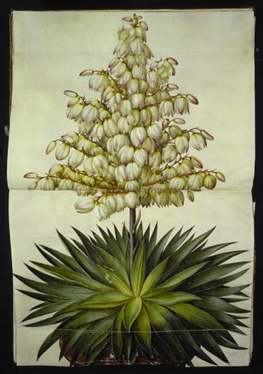 Yucca gloriosa (pragt-palmelilje) af Hans Simon Holtzbecker