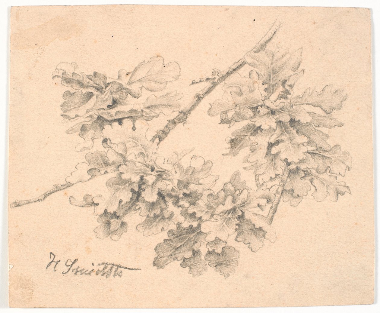Studie af egegrene af Hans Smidth