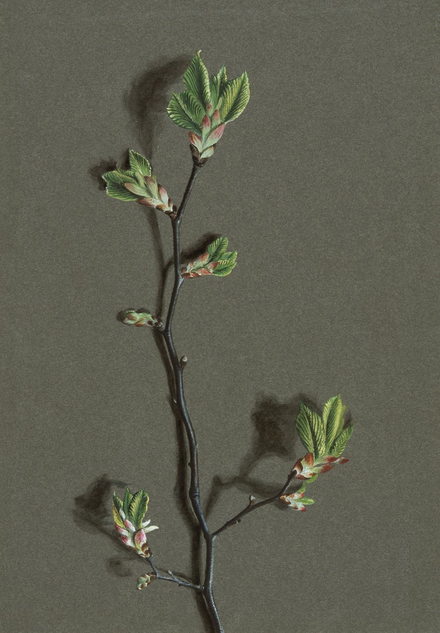 Ulmus glabra Huds Wych Elm, c1870-1920. af Harold Drinkwater