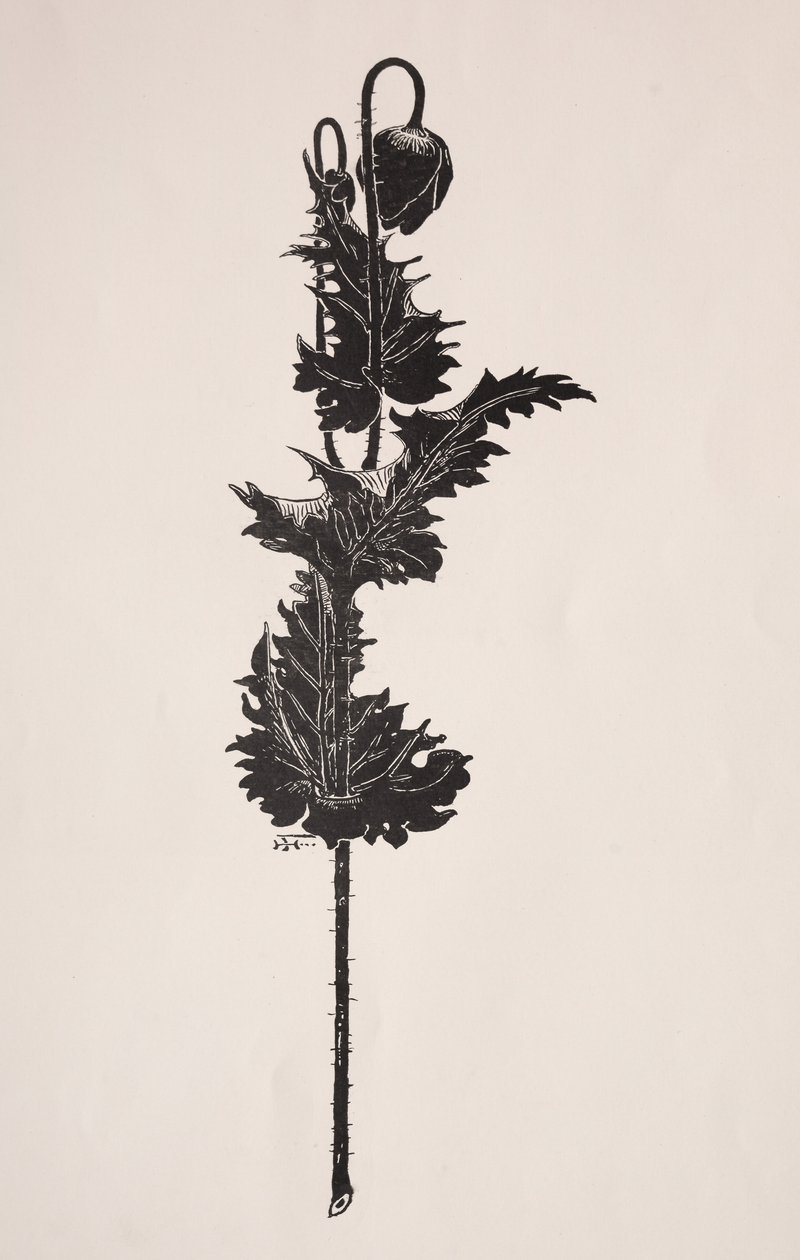 Blomsterstudie. af Harry Fenn