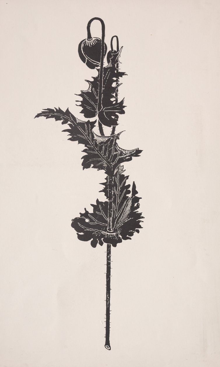 Blomsterstudie. af Harry Fenn