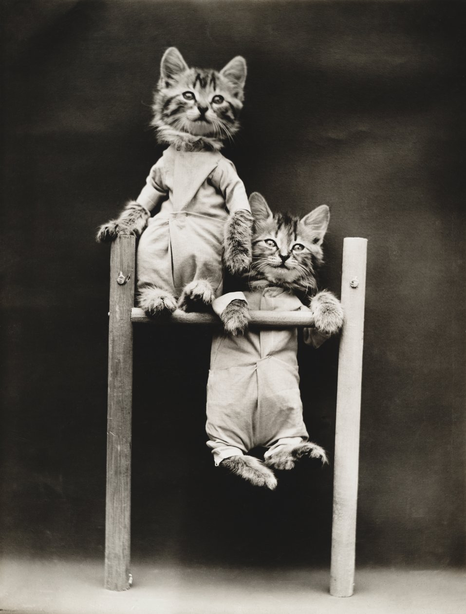 Serie af kattekillinger: Excercising, ca. 1914 (sølvtryk) af Harry Whittier Frees