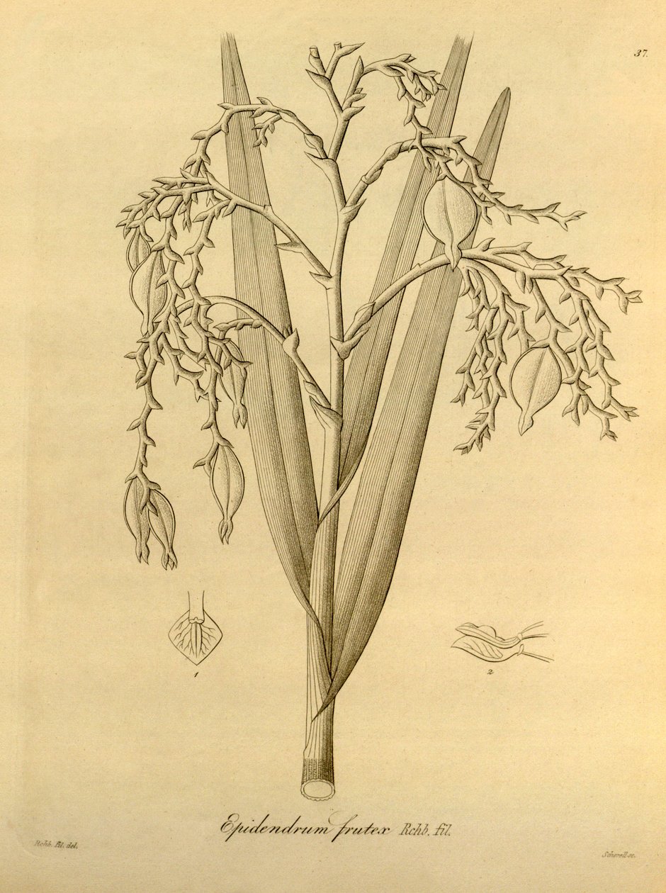 Illustration af: Epidendrum frutex af Heinrich Gustav Reichenbach