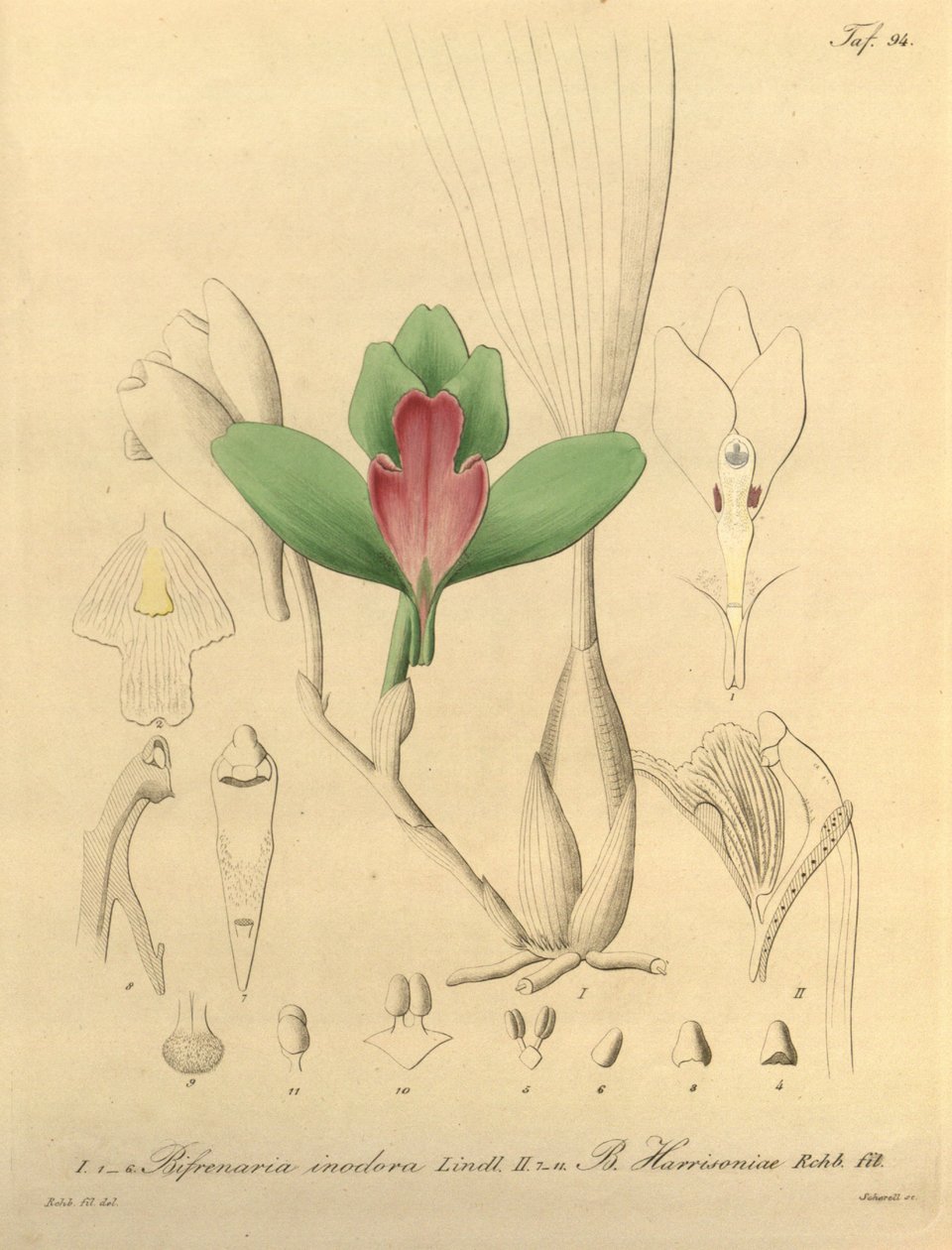 Bifrenaria lugtfri + harrisonia af Heinrich Gustav Reichenbach