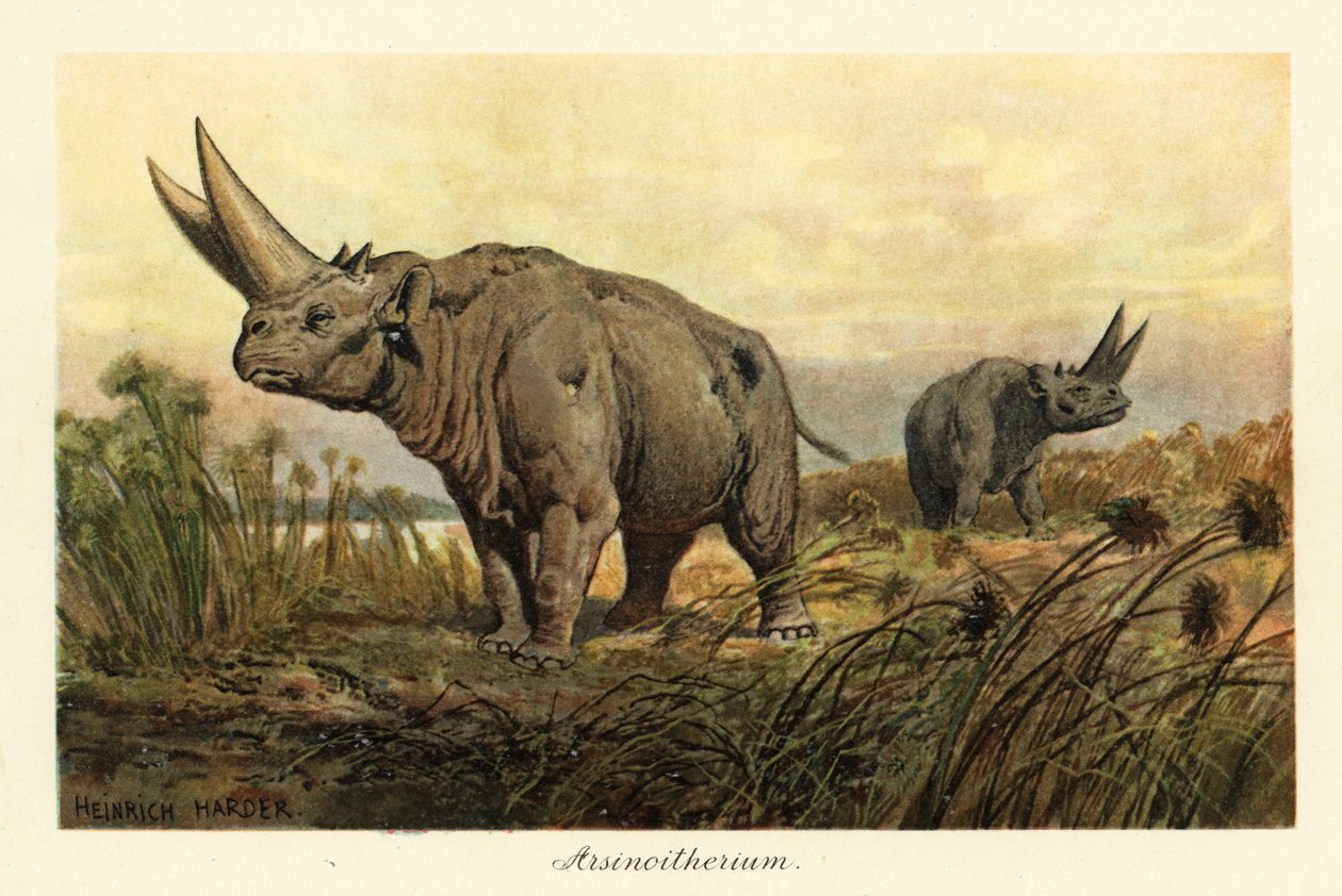 Arsinoitherium, en uddød slægt af paenungulata pattedyr., 1908 (Tryk) af Heinrich Harder