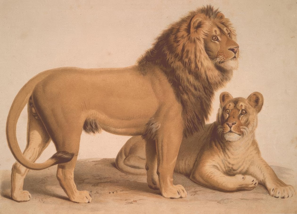 Løven / Felis Leo af Heinrich Leutemann