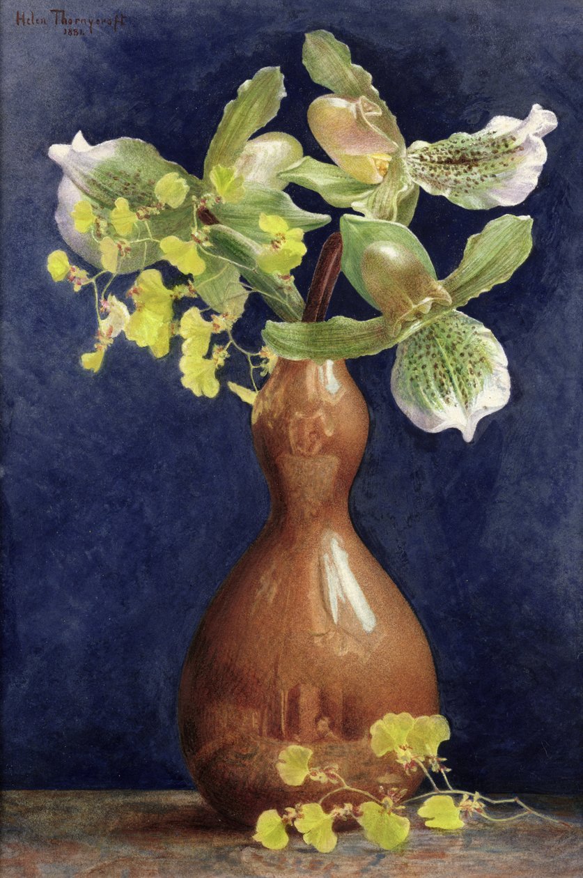Orkideer i kobbervase, 1881 (blyant og wc forhøjet med gouache på papir) af Helen Thornycroft