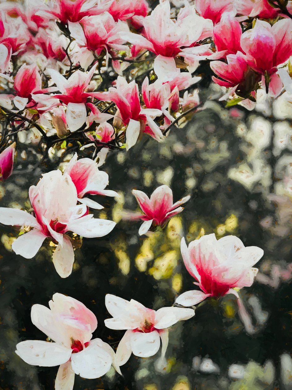Blooming Magnolia, 2018, af Helen White