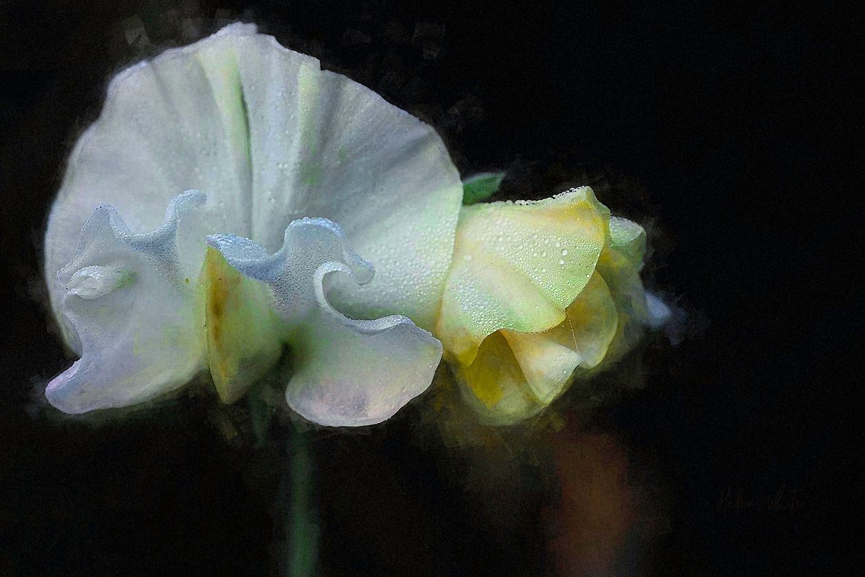 Efterår Sweatpea II, 2018 af Helen White