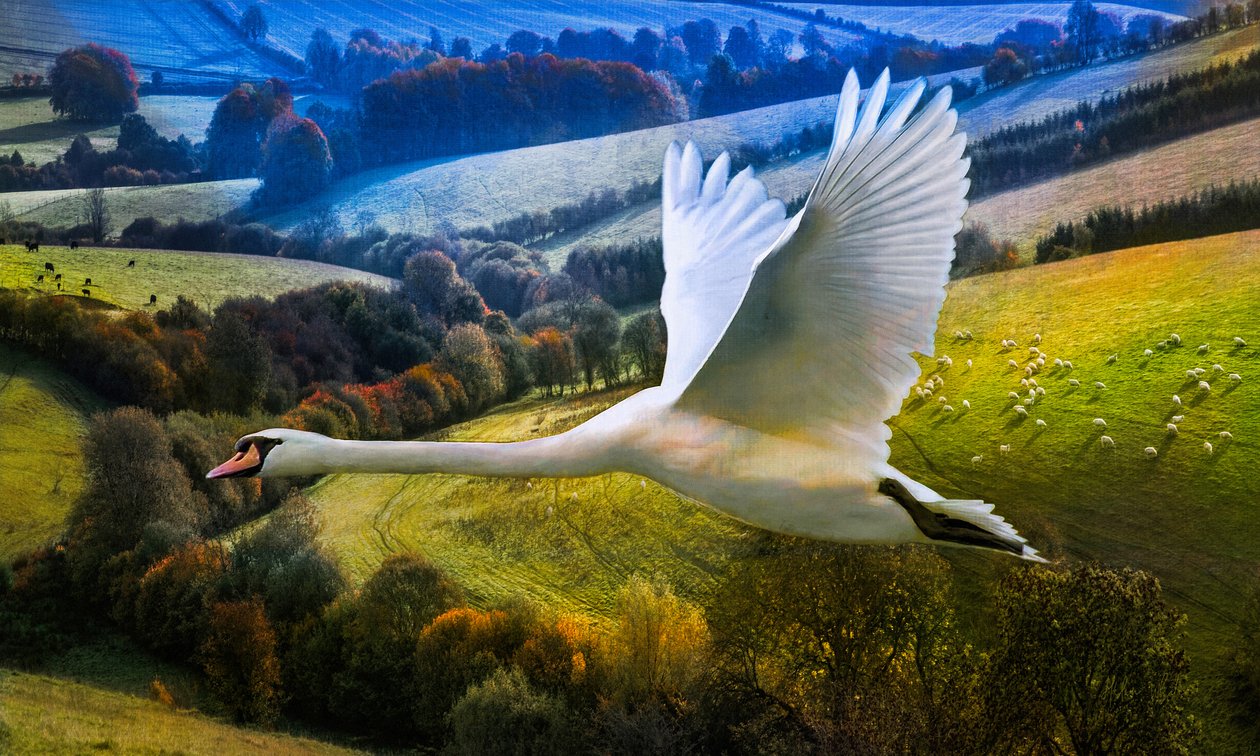 First Flight of Dawning Day, 2020 af Helen White