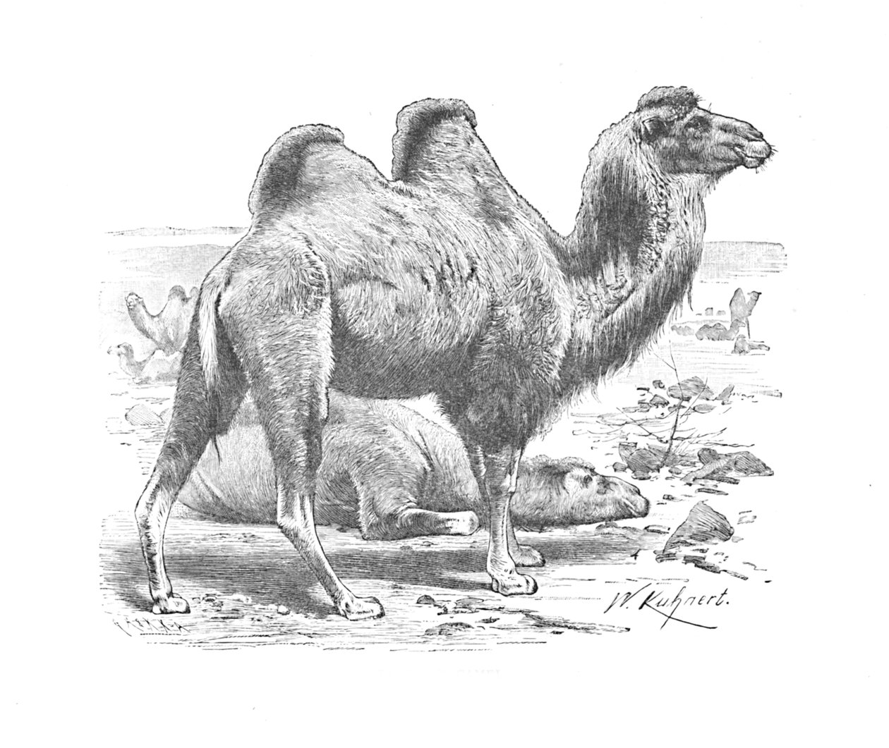Bactrian Camel, c1900 af Helena J. Maguire