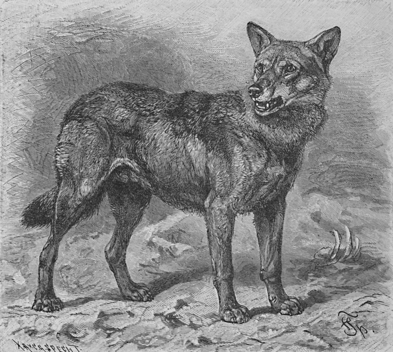 Ulven, c1900 af Helena J. Maguire