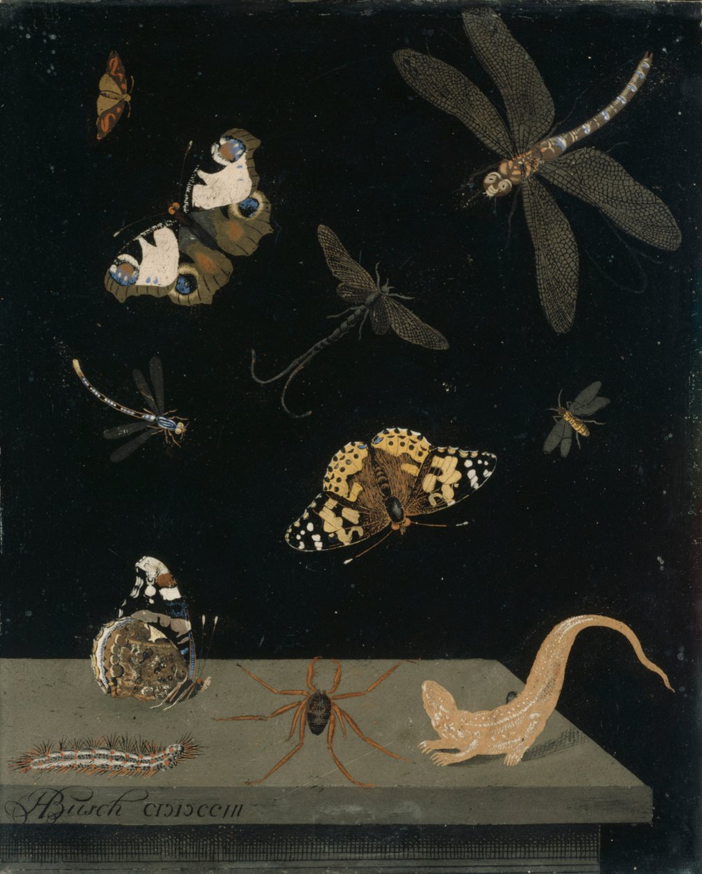 Scagolia panel med insekter og en salamander, 1703 (malet gips) af Hendrik Busch
