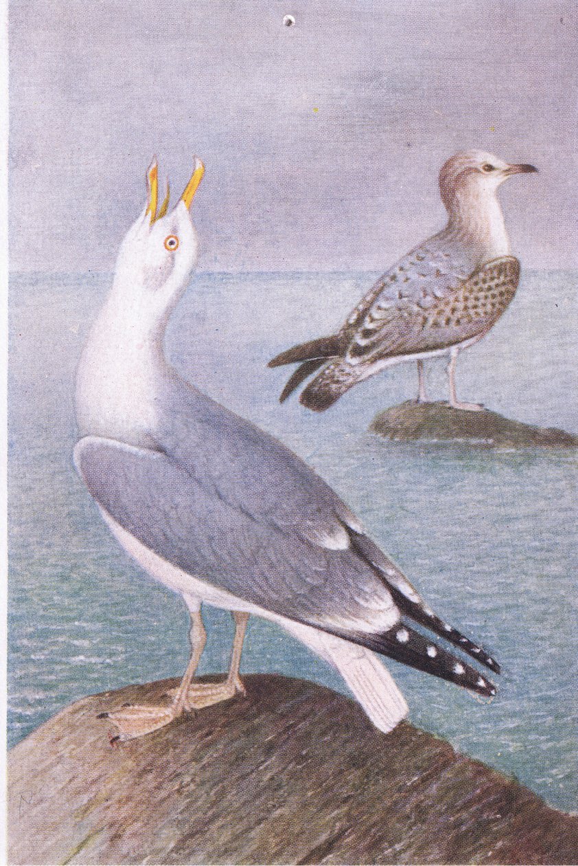 Sølvmåge, Postkort,1930