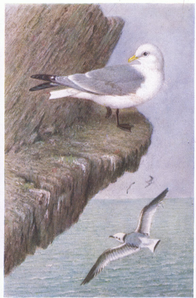 Kittiwake, Postkort, 1930