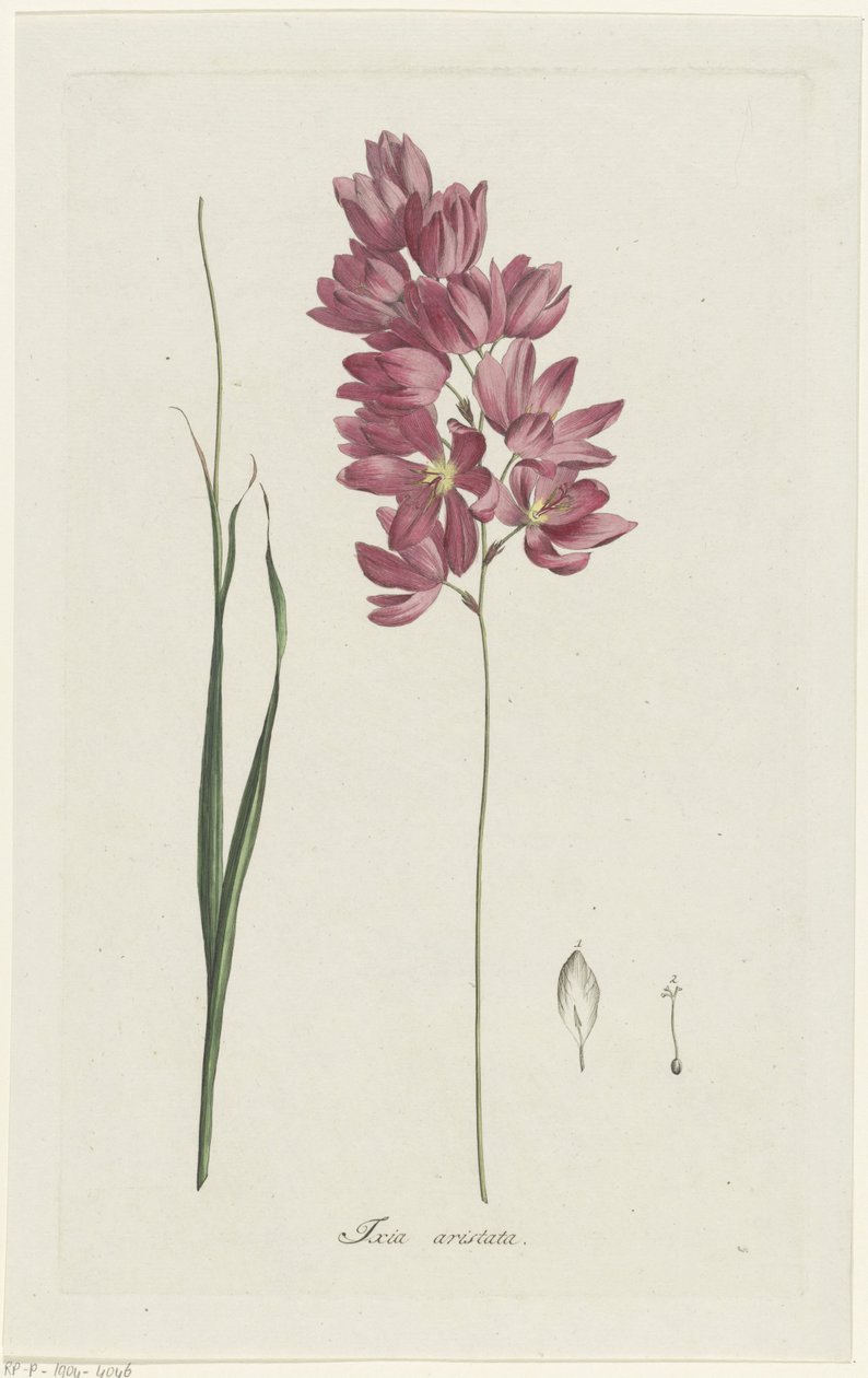 Ixia patens Bedstefar Ixia aristata (titel på objekt) af Hendrik Schwegman