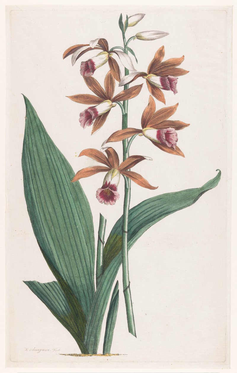 Moerasorchidee Limodorum Tankervilliae (titel på objekt) af Hendrik Schwegman