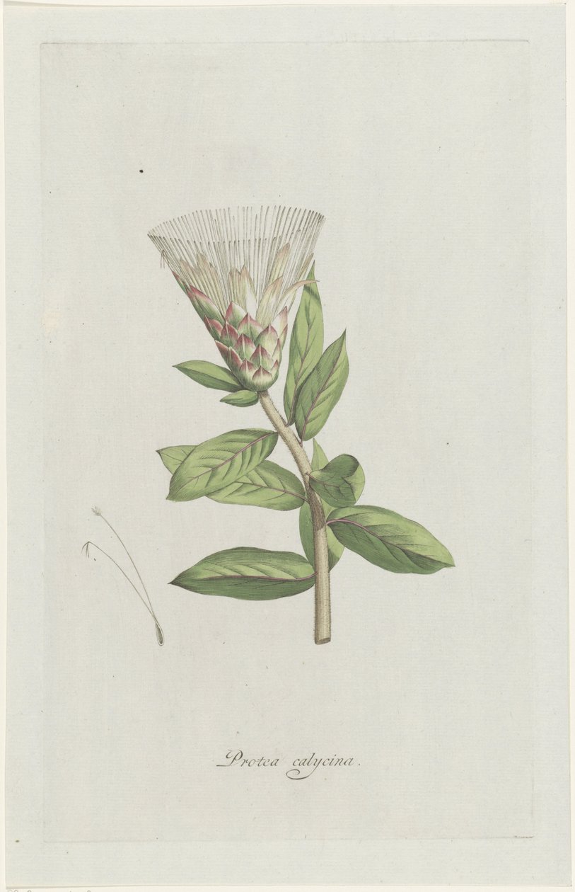 Protea Protea calycina (titel på objekt) af Hendrik Schwegman