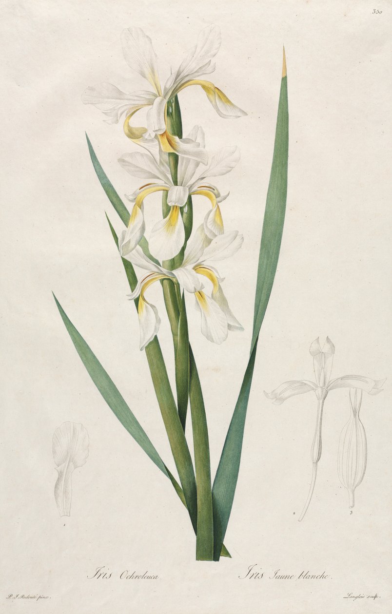 Guldbåndet iris, 1812. af Pierre Joseph Redouté