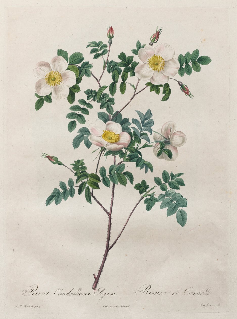 Roserne: Rosa Candolleana Elegans, 1817-1824. af Pierre Joseph Redouté