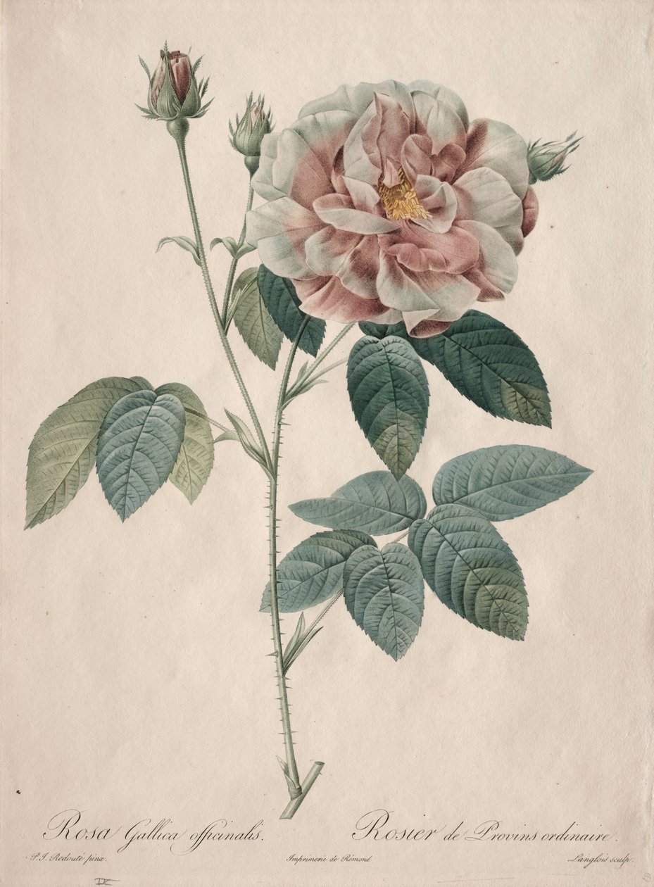 Les Roses: Rosa Gallica, 1817-1824. af Pierre Joseph Redouté