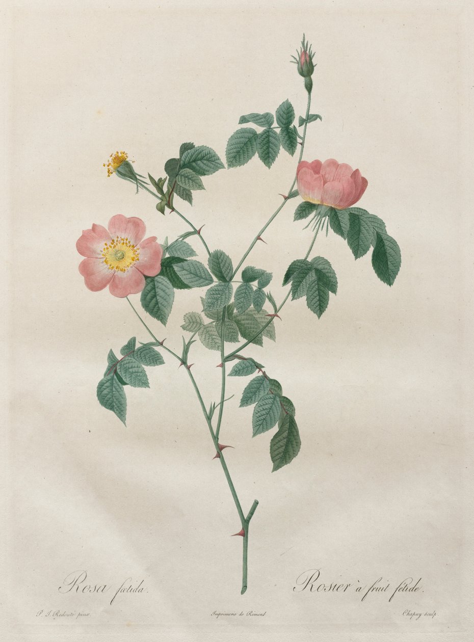 Les Roses: Rosa indica, 1817-1824. af Pierre Joseph Redouté