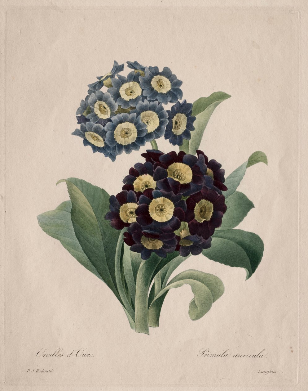 Primula auricula, 1827. af Pierre Joseph Redouté