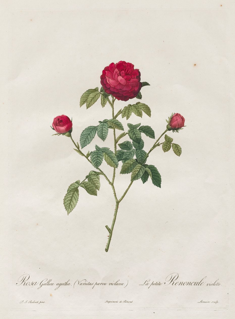 Provence eller fransk rose, 1817-1824. af Pierre Joseph Redouté
