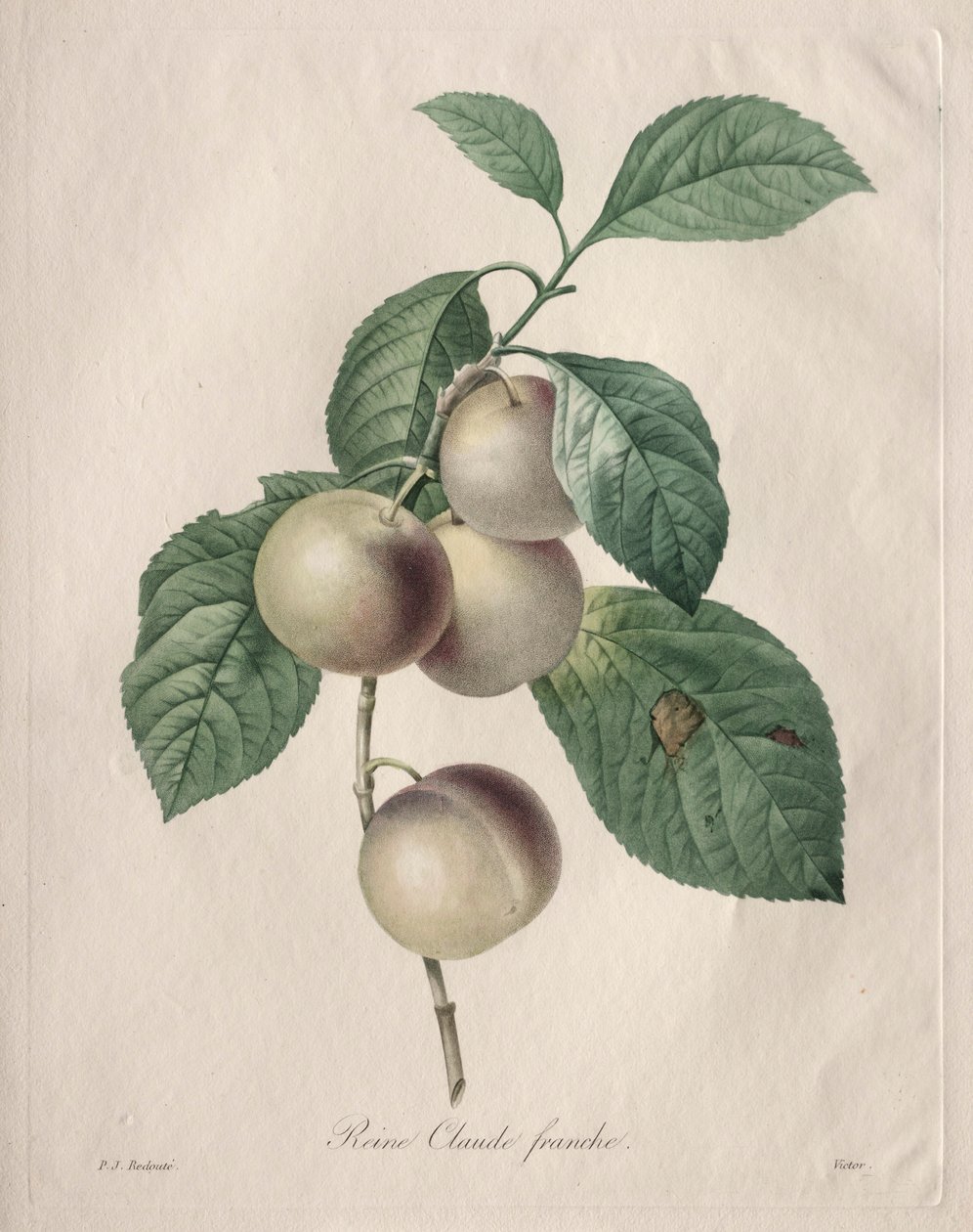 Reine Claude Plum, 1827. af Pierre Joseph Redouté