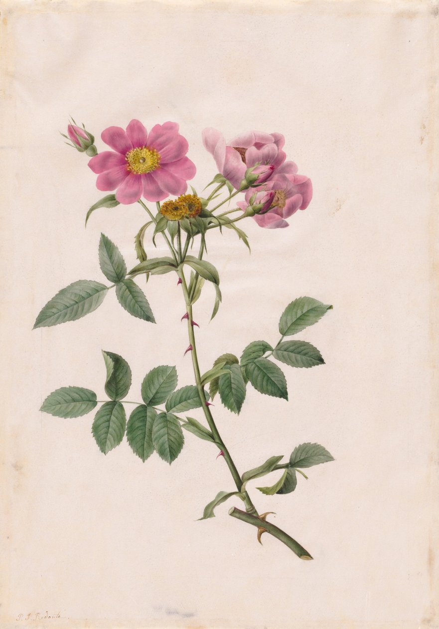 Rosa Monsonian Hill, 1817-1824. af Pierre Joseph Redouté