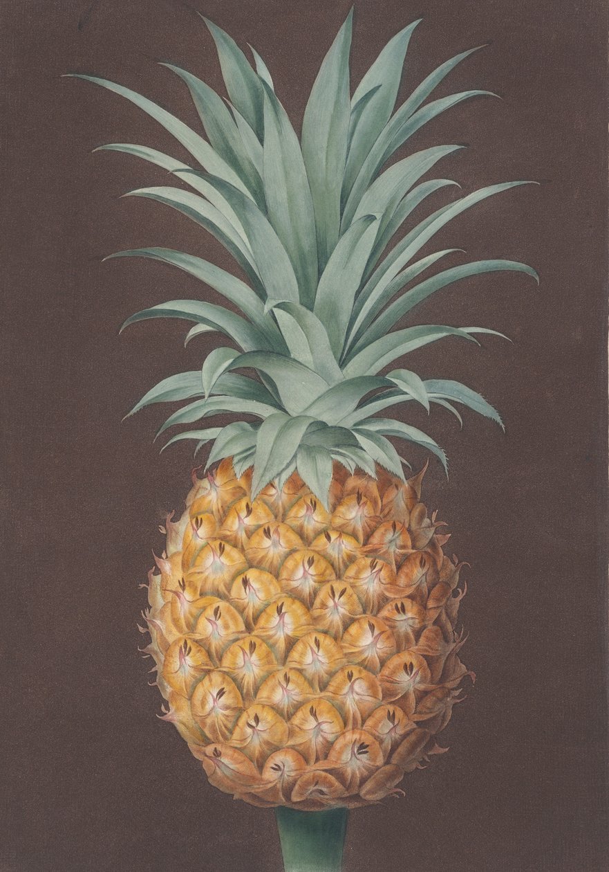 Den glatbladede grønne antiguafyr, 1807. af Henri Merke