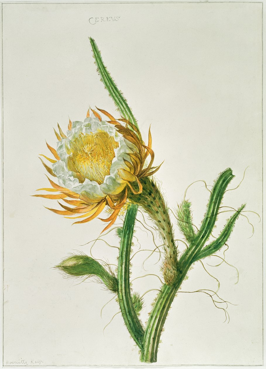 PD.729-11973 Natblomstkaktus (Selenicereus grandiflorus), hjemmehørende på Jamaica af Henriette Gertruide Knip