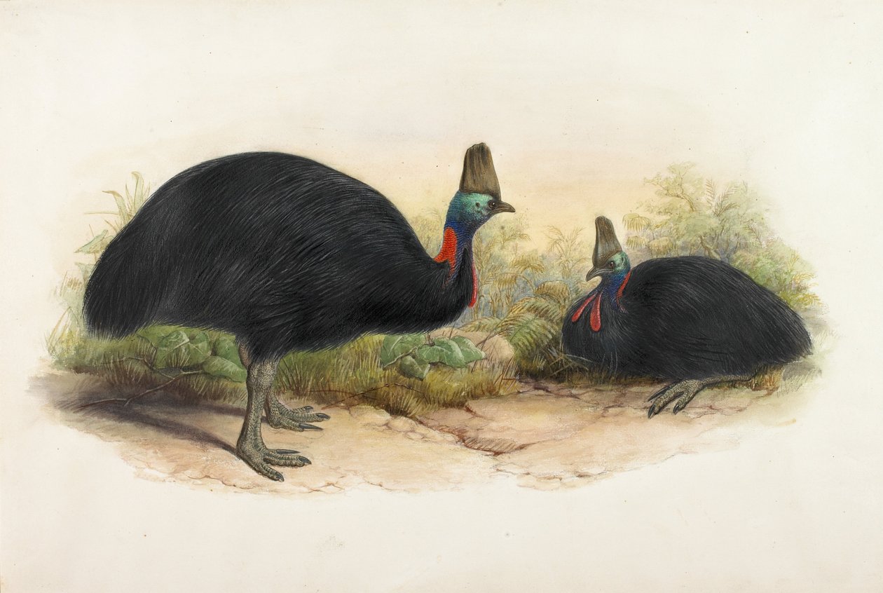 Sydlige Cassowary, Casuarius casuarius af Henry Constantine Richter