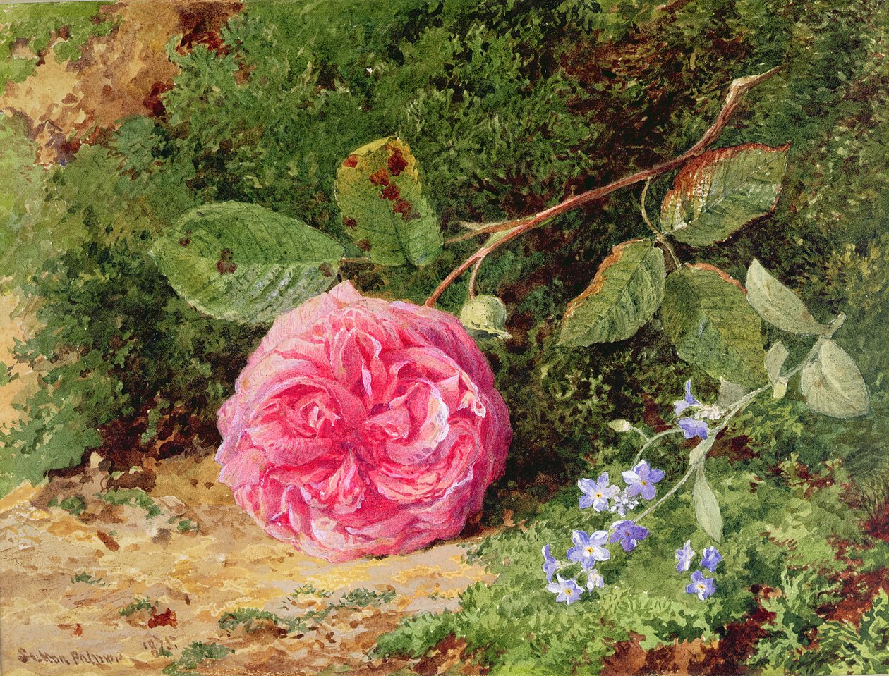 Pink Rose on a Mossy Bank, 1875 af Henry Sutton Palmer