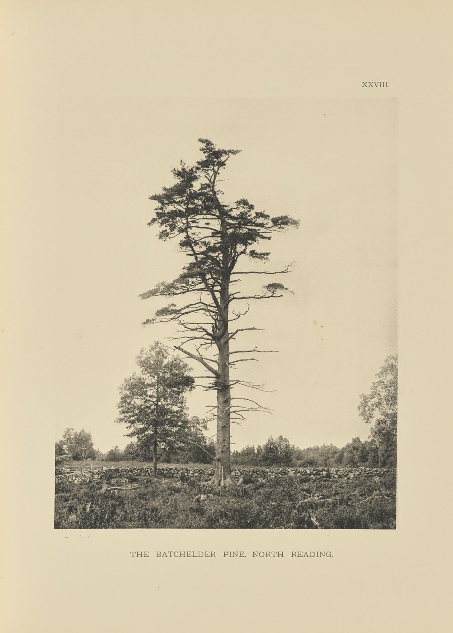 The Batchelder Pine, North Reading af Henry Brooks