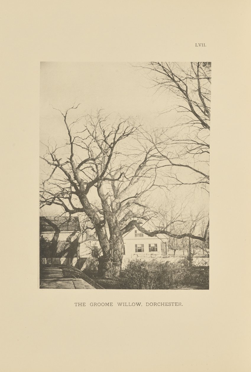 The Groome Willow, Dorchester af Henry Brooks