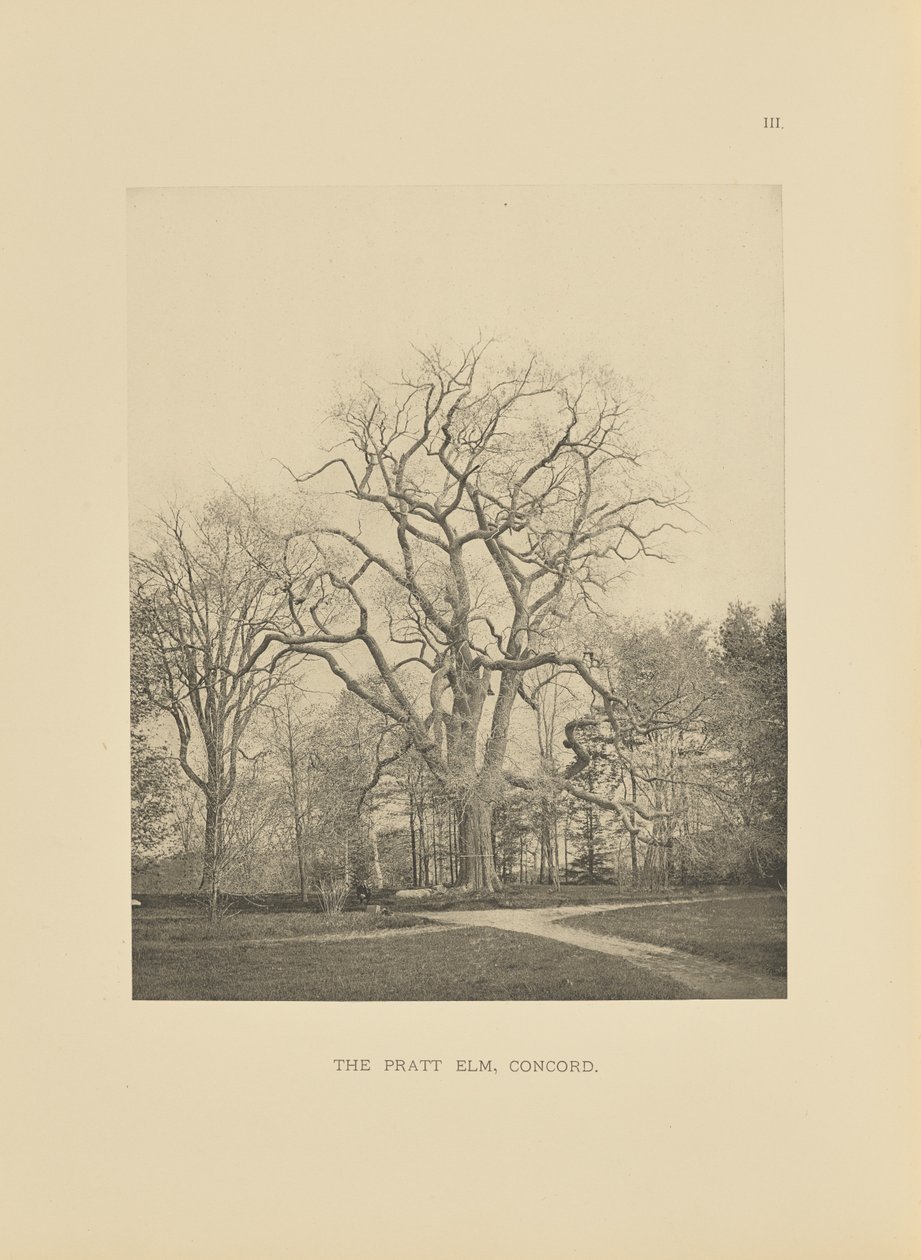 The Pratt Elm, Concord af Henry Brooks