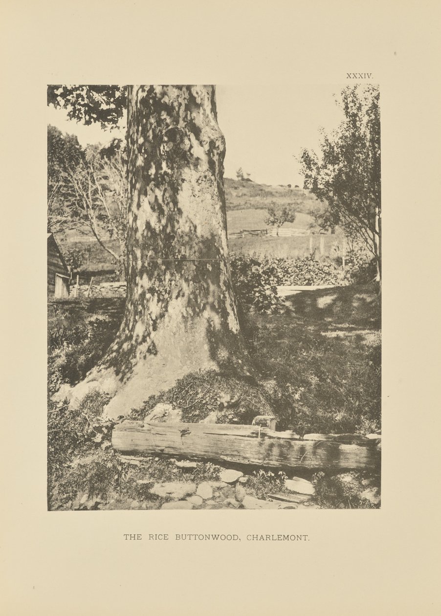 The Rice Buttonwood, Charlemont af Henry Brooks