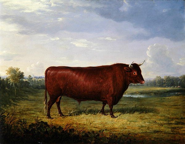 Portræt af en brun tyr af Henry Calvert