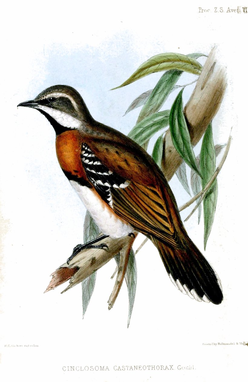 CinclosomaCastaneothoraxRichter af Henry Constantine Richter