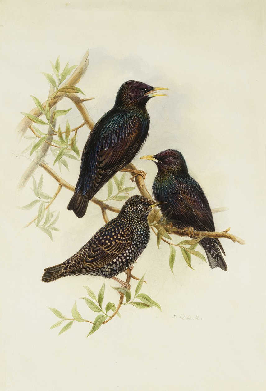 Almindelig stære, af Henry Constantine Richter