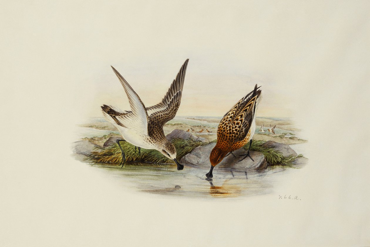 Skestork af Henry Constantine Richter