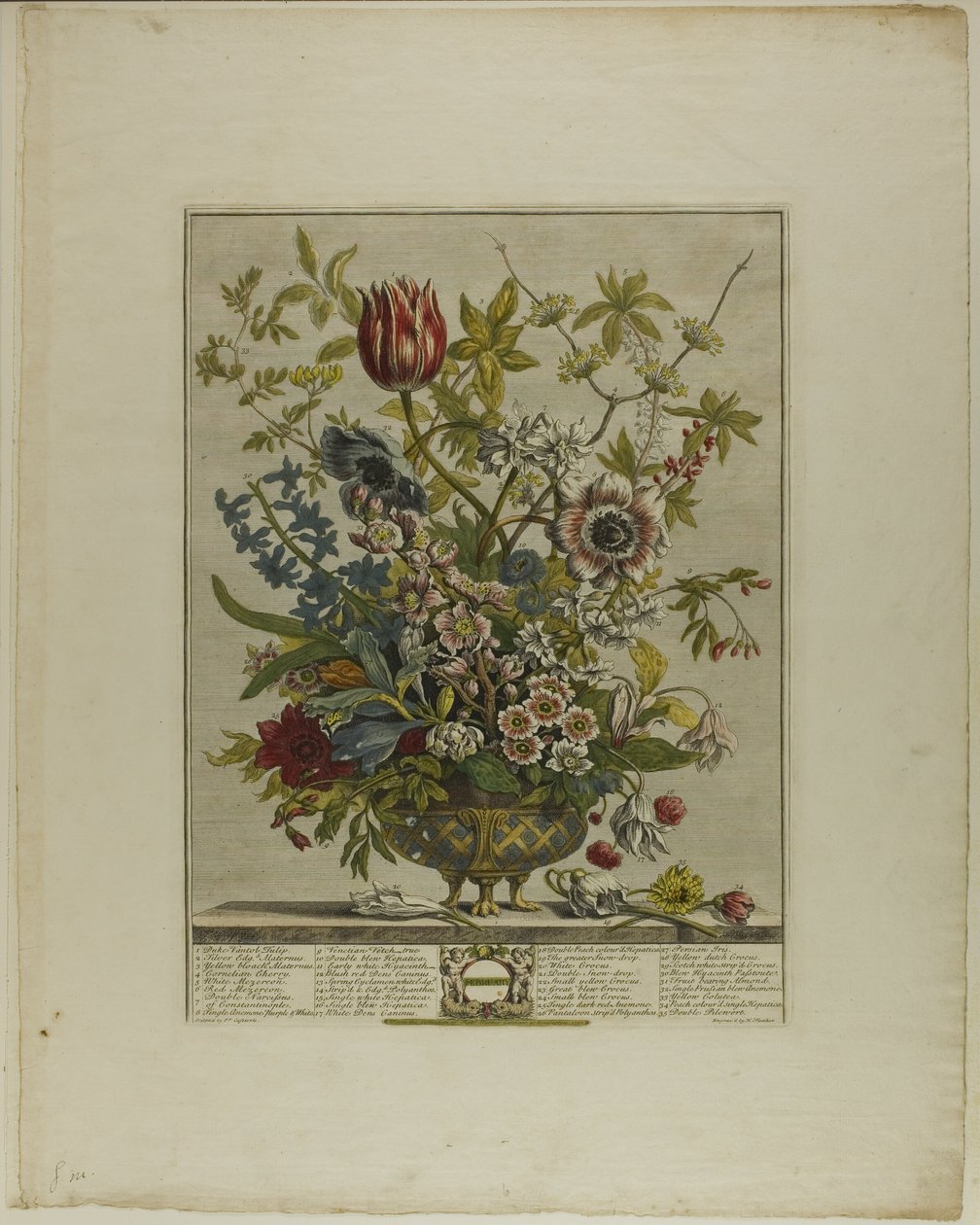 februar, fra Tolv måneder med blomster af Henry Fletcher