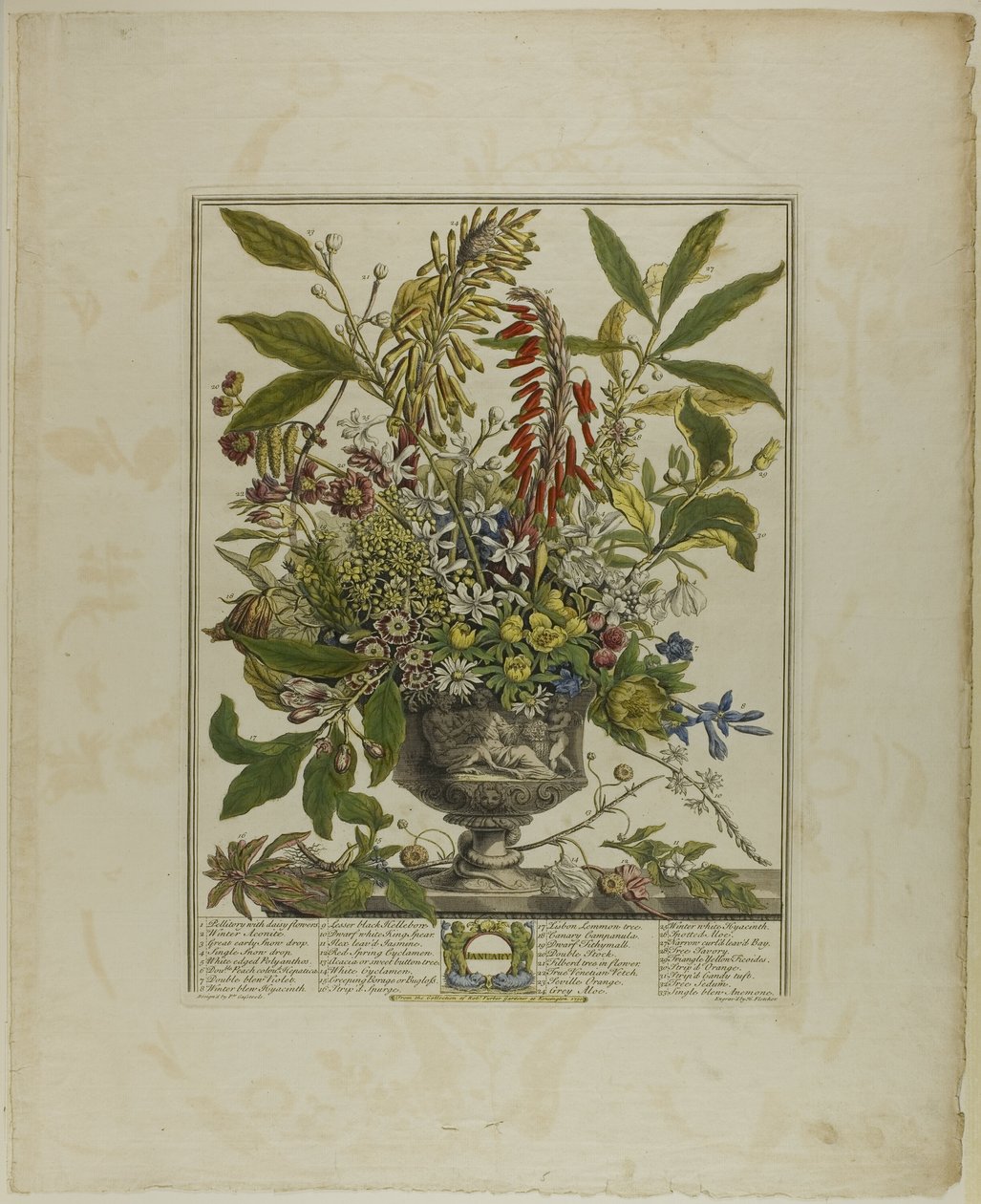 januar, fra Tolv måneder med blomster af Henry Fletcher